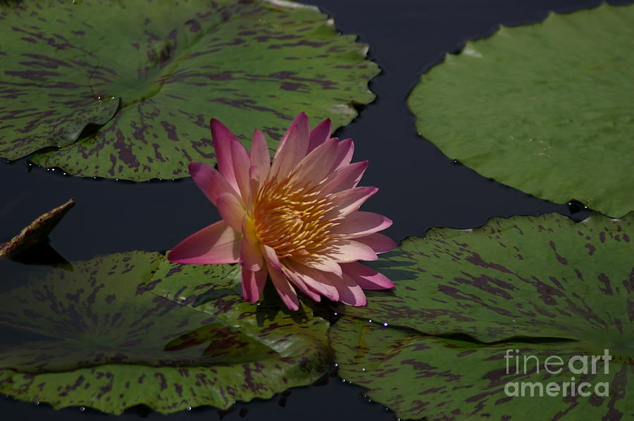 Dusty Pink Lotus Waterlily Flower Photograph by Jackie Irwin