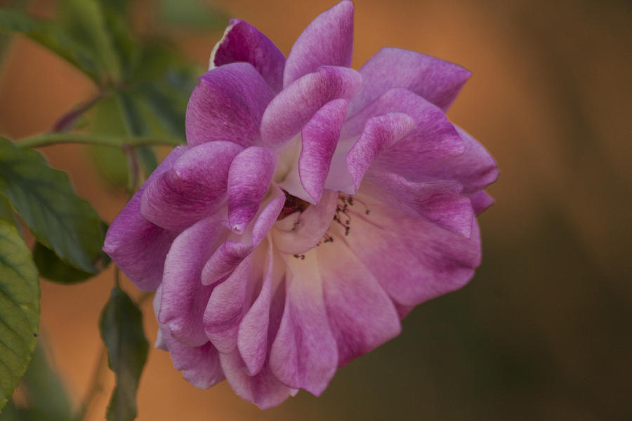 Dusty Pink Rose Photograph by Ruth Jolly