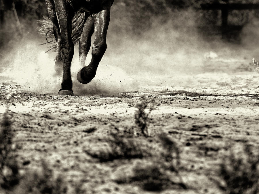 Dusty Ride Photograph by Gene McDaniel - Fine Art America