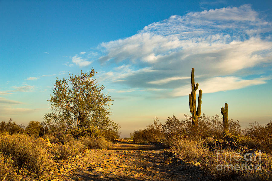 Dusty Road Photograph by Amy Sorvillo | Fine Art America