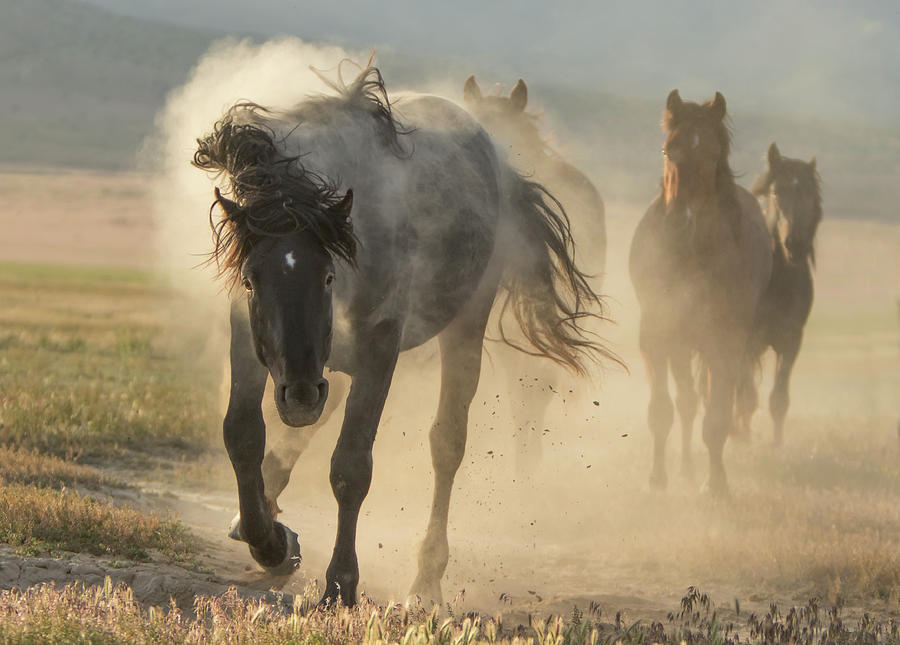 Horse Photograph - Dusty Sunrise by Kent Keller
