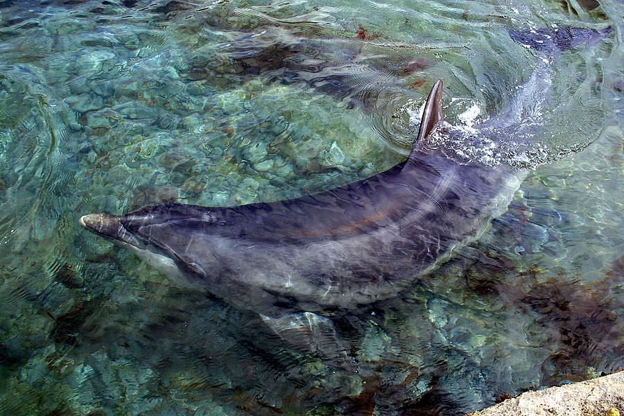 Dusty the dolphin photograph by shay fennelly fine art america