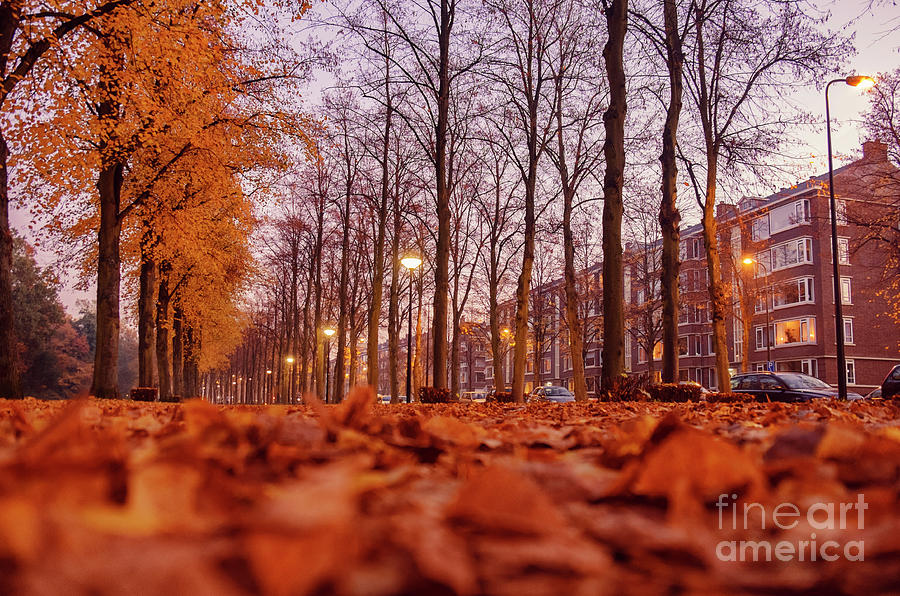 Dutch Autumn In City  Photograph by Ariadna De Raadt