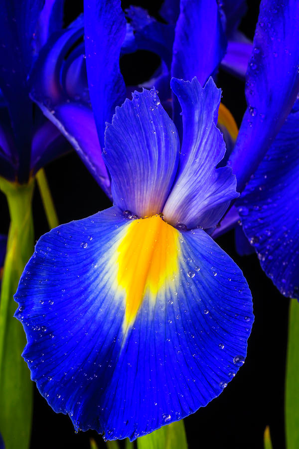 Dutch Blue Iris Photograph by Garry Gay