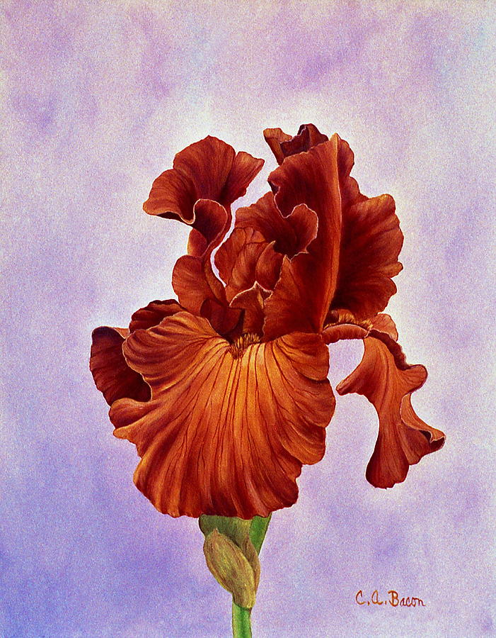 Dutch Chocolate Bearded Iris Painting by Charlotte Bacon