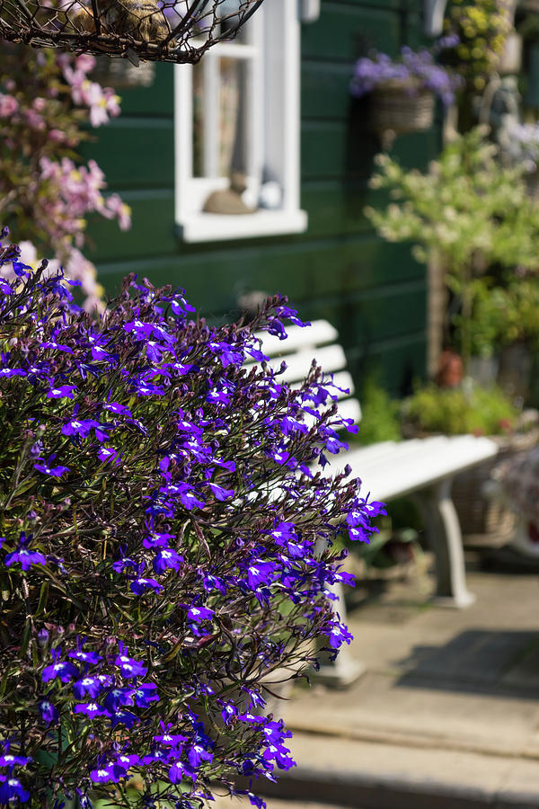 Dutch Country Charm - Fabulous Purple Flowers Photograph by Georgia Mizuleva