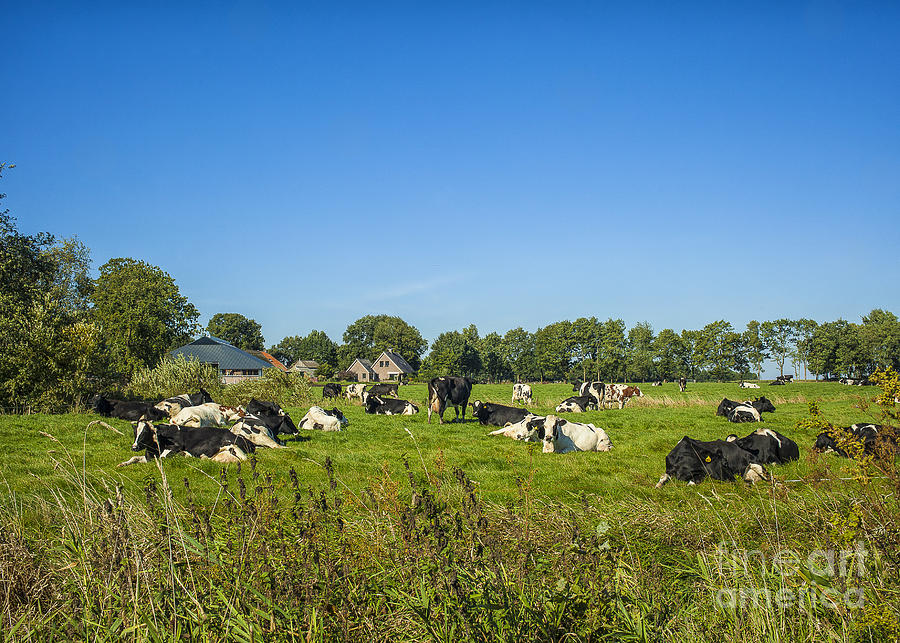 Dutch cows on pasture Photograph by Patricia Hofmeester