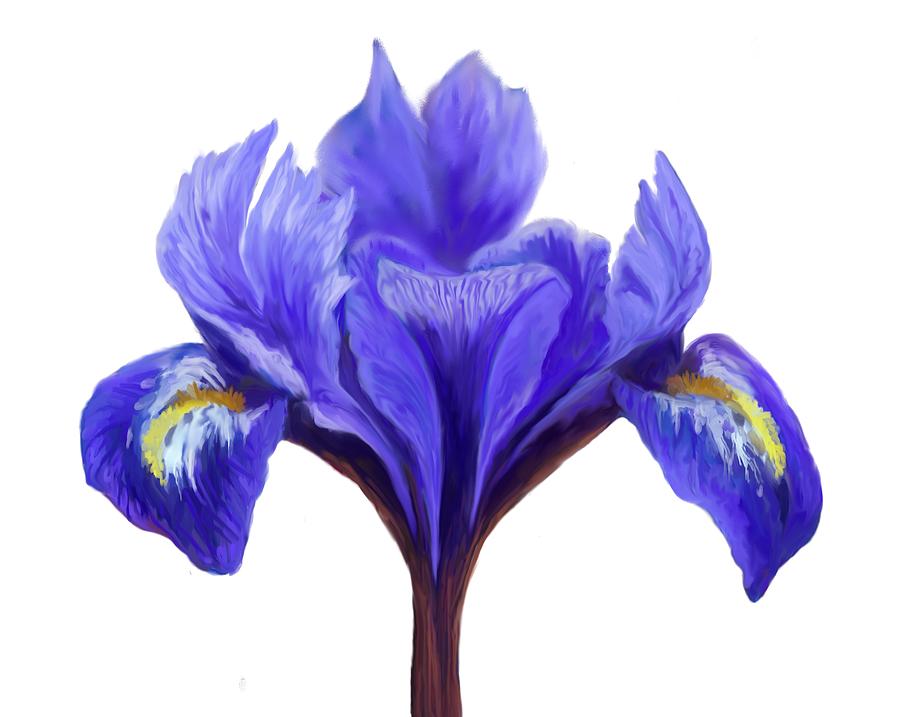 Dutch Iris Digital Art by Cynthia Westbrook
