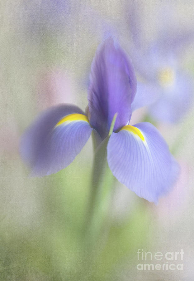 Dutch Iris Photograph by Elena Nosyreva