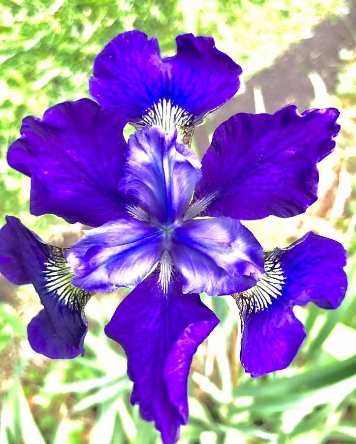 Dutch Iris Photograph by Mary Ann Perkins | Fine Art America