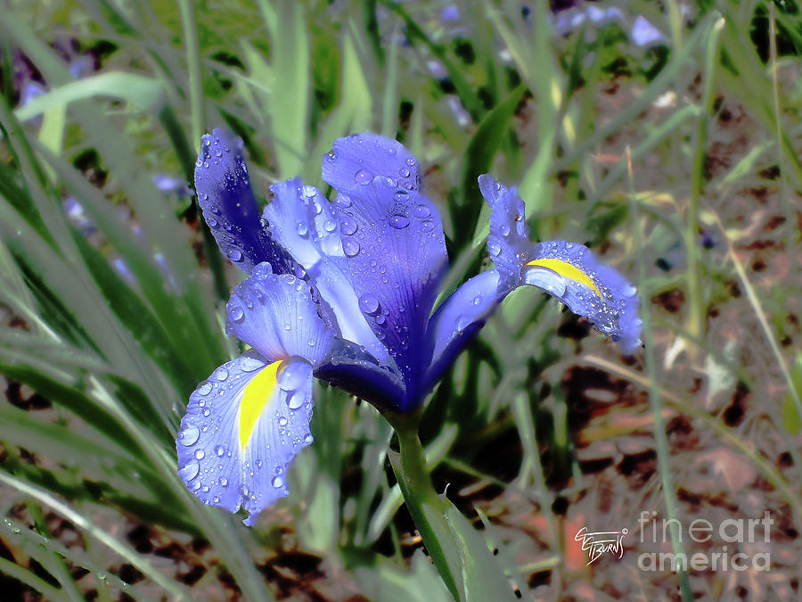 Dutch Iris Raindrops by GG Burns Dutch Iris Raindrops by GG Burns