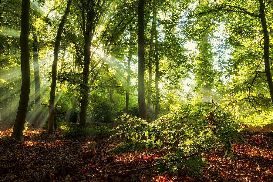 Dutch Jungle Photograph by Martin Podt | Fine Art America