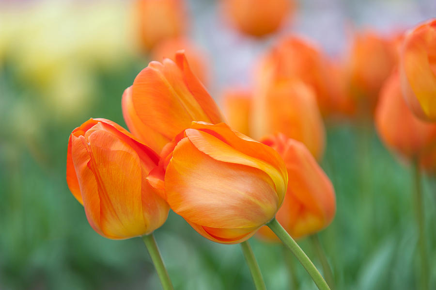 Tulip Photograph - Dutch Orange Tulips  by Jenny Rainbow