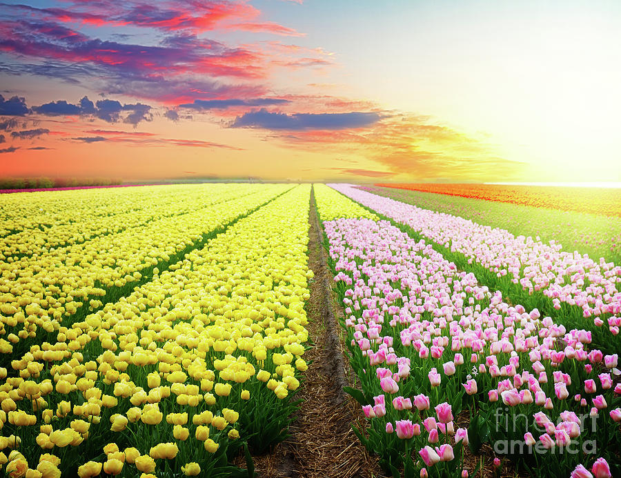 Dutch Pink  and Yellow Sunset Photograph by Anastasy Yarmolovich
