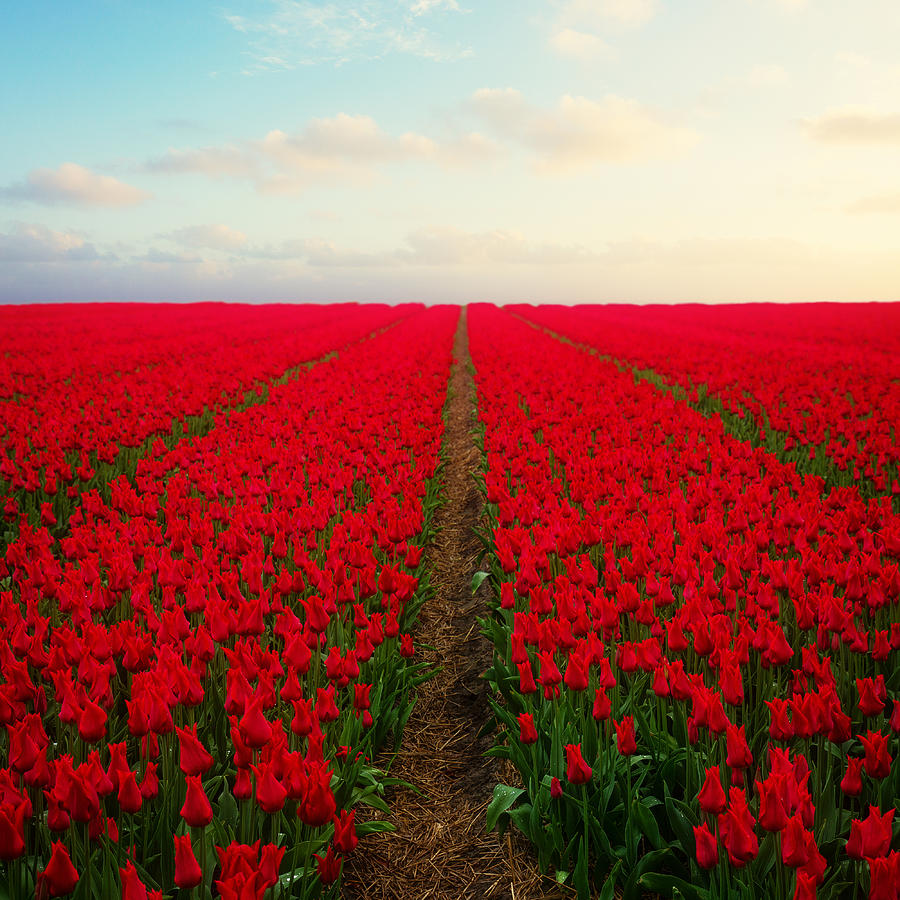Dutch red  Tulips Photograph by Anastasy Yarmolovich