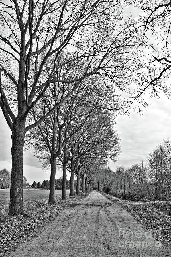 Dutch Road in Winter Black and White Photograph by Carol Groenen