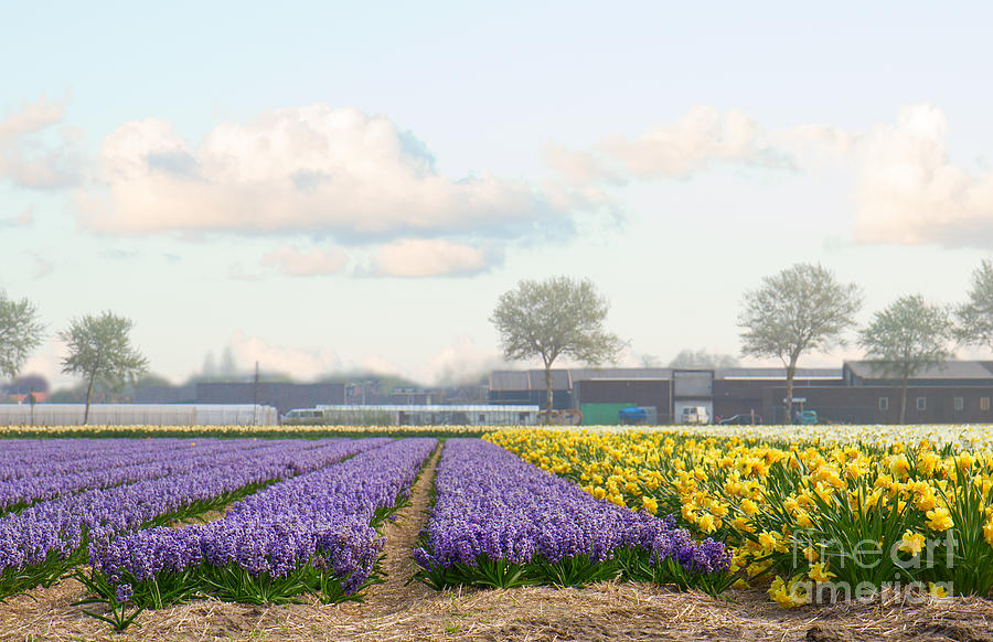 Dutch spring hyacinth flowers field Photograph by Anastasy Yarmolovich