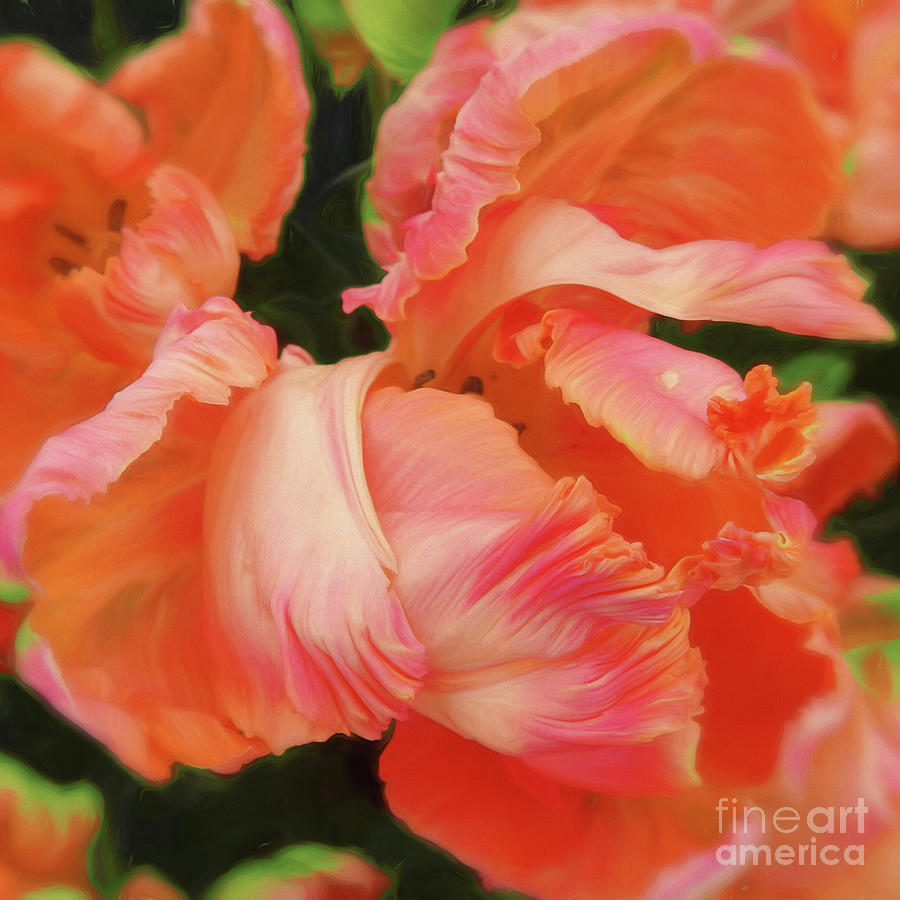 Dutch Tulip Art Abstract- Square Frame Photograph by Scott Cameron
