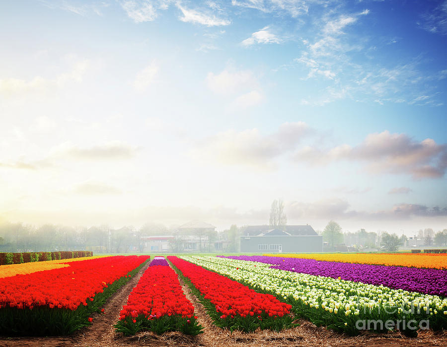 Dutch  Tulip Field and Sunrise Photograph by Anastasy Yarmolovich