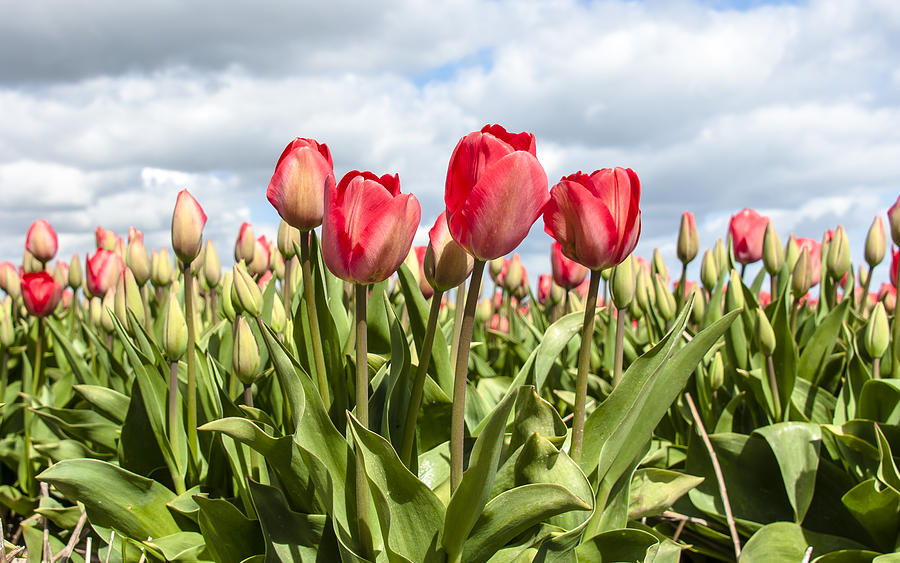 Dutch Tulips First Shoot Of 2015 Part 3 Photograph