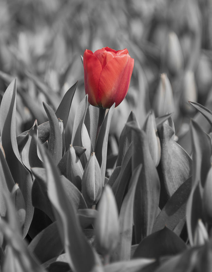 Dutch Tulips first shoot of 2015 Part 5 Photograph by Alex Hiemstra ...