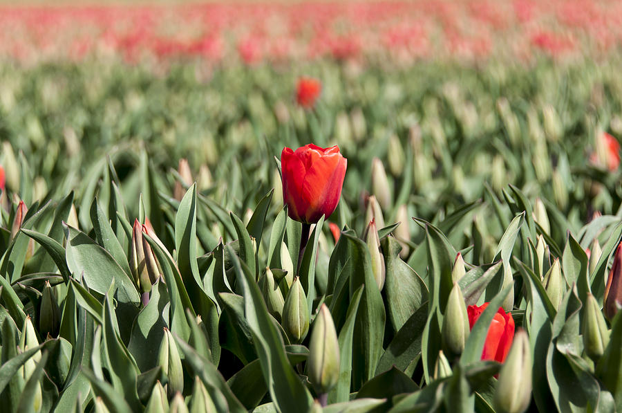 Dutch Tulips First Shoot Of 2015 Part 6 Photograph