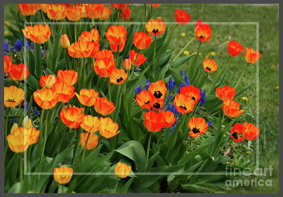 Dutch Tulips Framed Photograph by Sandra Huston