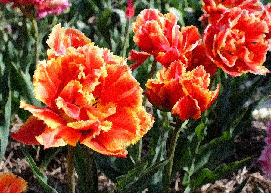Dutch Tulips In Full Bloom - The Netherlands L B Digital Art