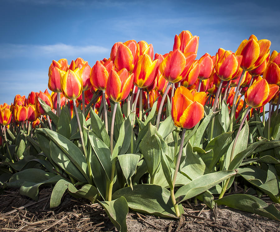 Dutch Tulips second shoot of 2015 Part 3 Photograph by Alex Hiemstra ...