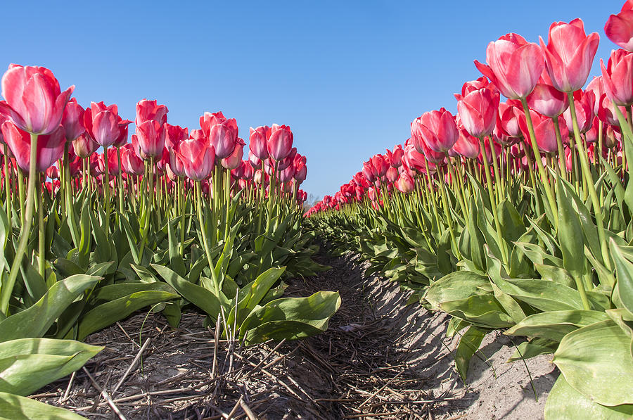 Dutch Tulips second shoot of 2015 Part 5 Photograph by Alex Hiemstra ...