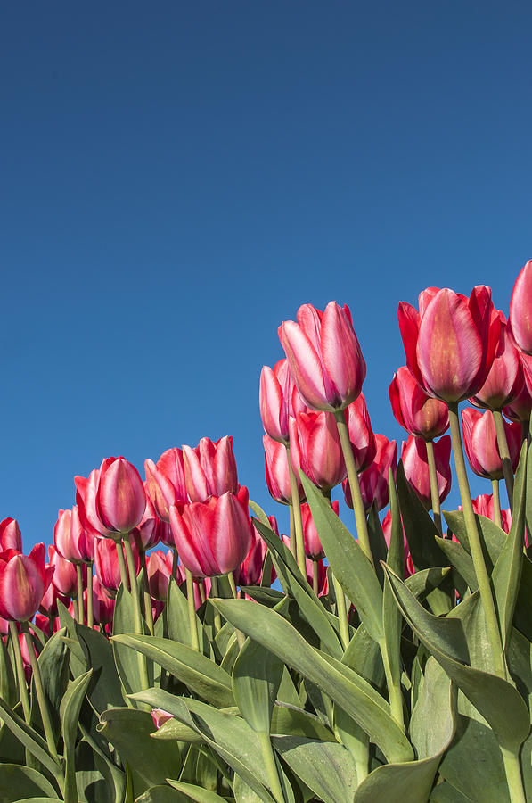 Spring Photograph - Dutch Tulips second shoot of 2015 Part 8 by Alex Hiemstra
