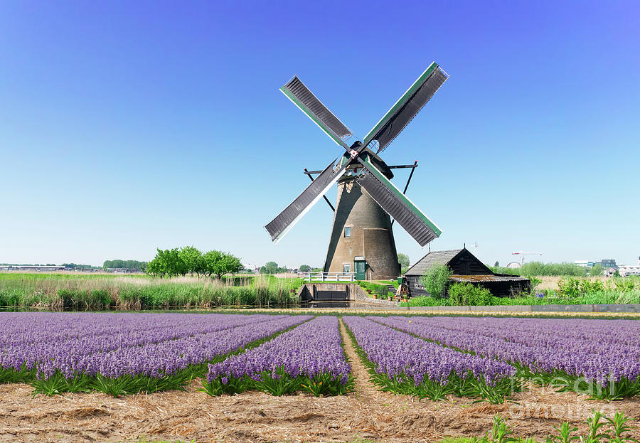 Dutch Windmill with Hyacinth Photograph by Anastasy Yarmolovich