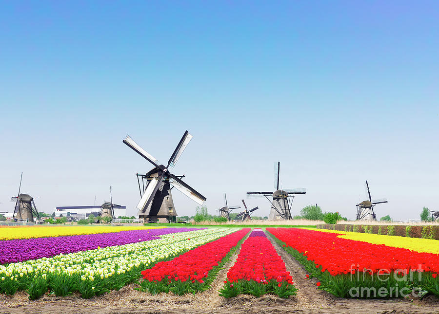 Dutch Windmills and Rainbow of Tulips Photograph by Anastasy Yarmolovich