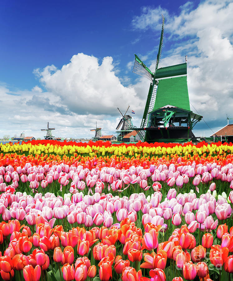Dutch Windmills Scenery Photograph by Anastasy Yarmolovich