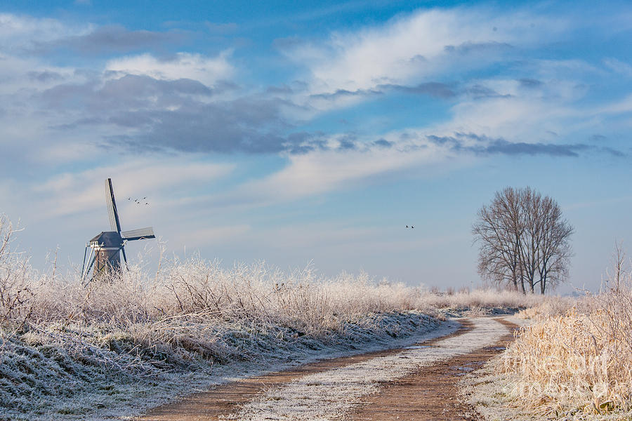 Dutch windmill in winter Photograph by Casper Cammeraat