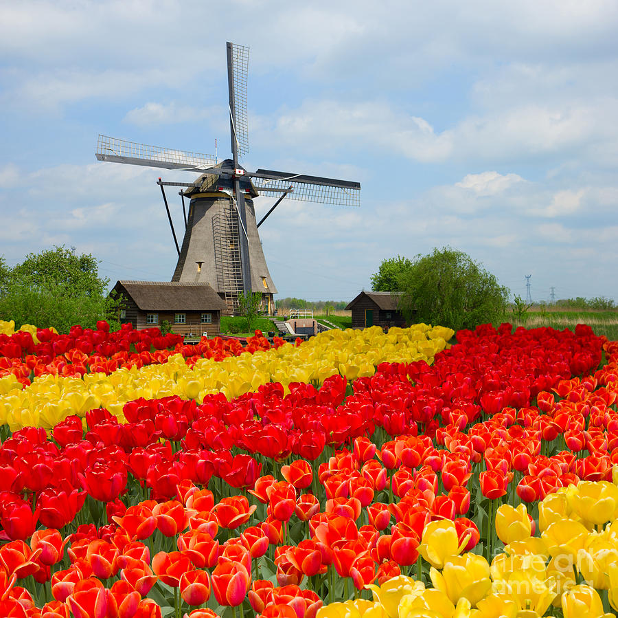 Dutch Windmill Over  Tulips Field Photograph