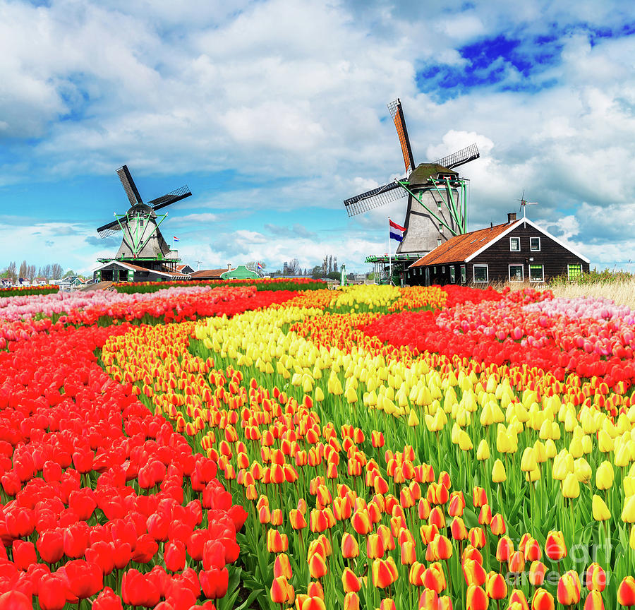 Dutch Windmills II Photograph by Anastasy Yarmolovich