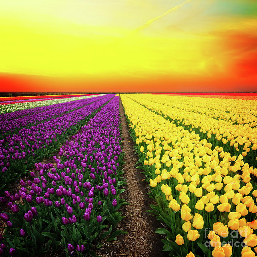 Dutch Yellow and Violet Tulips  Photograph by Anastasy Yarmolovich