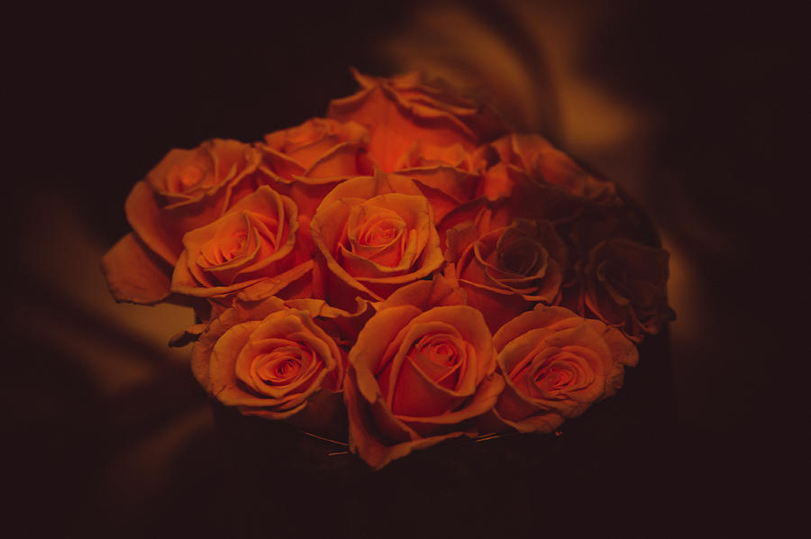Dutch Yellow Roses Photograph by Jenny Rainbow