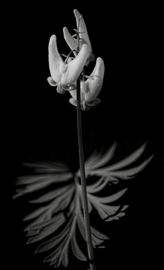Dutchmans Breeches Black And White Photograph by Dale Kauzlaric