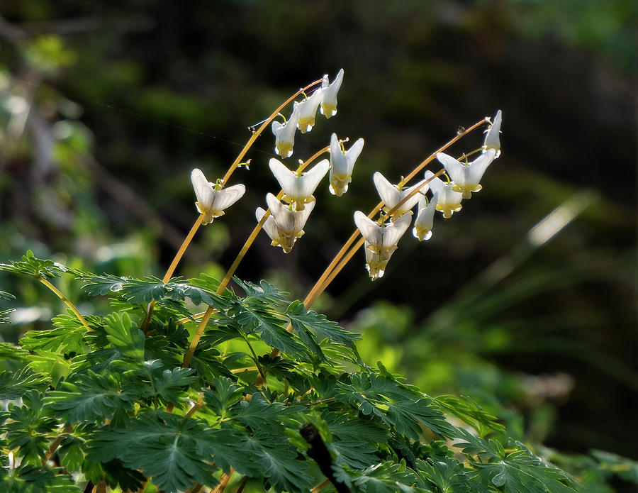 Dutchman's Breeches in the Sunlight Photograph by David Stackhouse ...