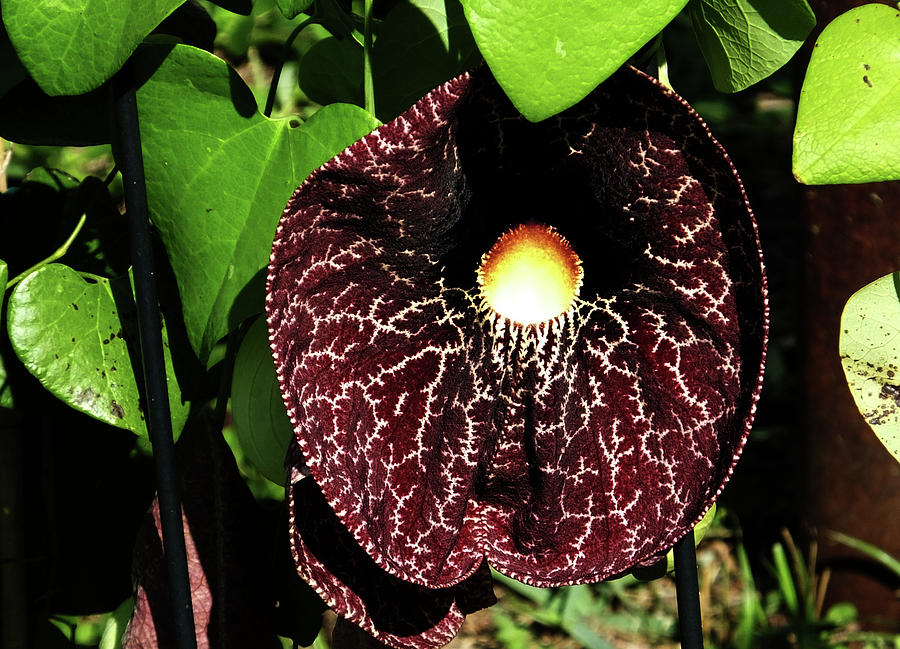 Dutchmans Pipe Photograph by Judy Wanamaker