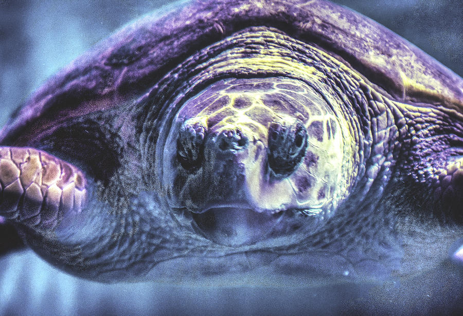 Turtle Photograph - Duuuuude by Pete Federico Turtle Photograph - Duuuuude by Pete Federico