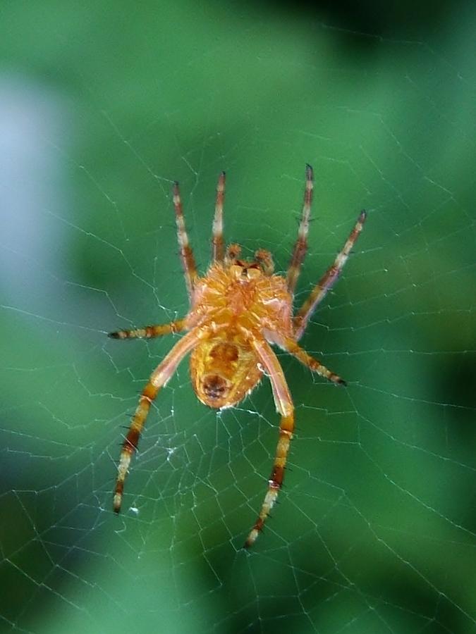 Dwarf Argiope Garden Spider On Web Indiana Summer Photograph by Rory ...