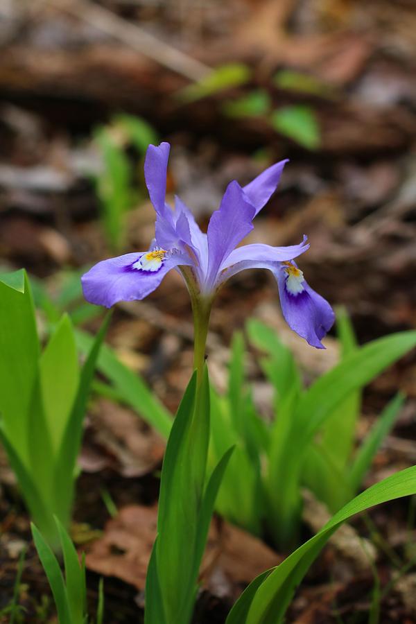 Dwarf Crested Iris 2 Photograph by Kathryn Meyer | Fine Art America