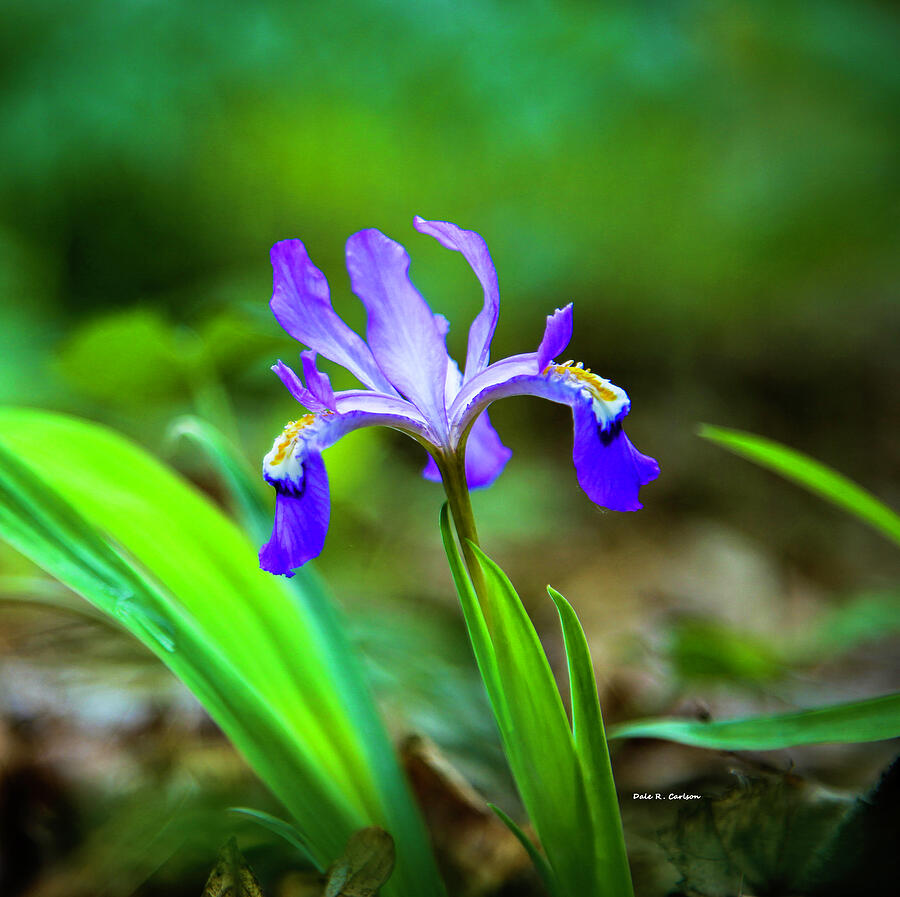 Dwarf Crested Iris Photograph by Dale R Carlson