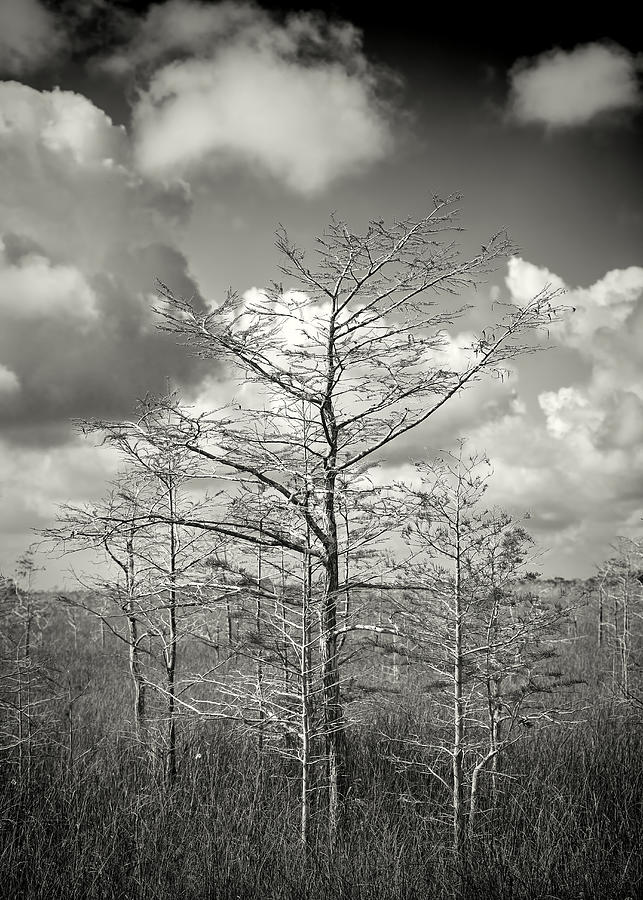 Dwarf Cypress trees 0084bw Photograph by Rudy Umans