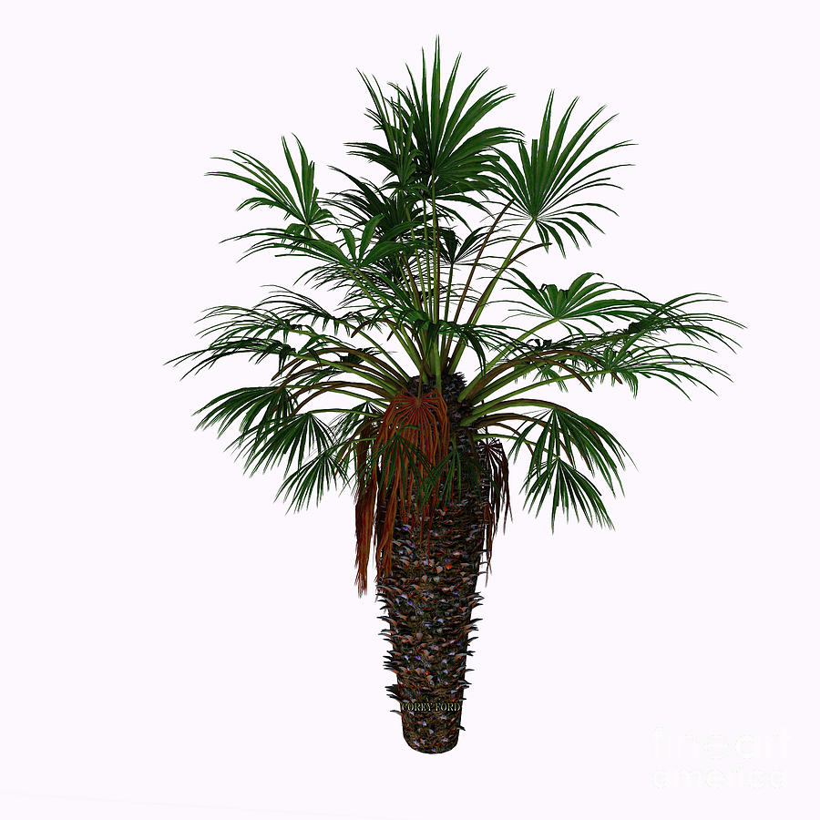 Dwarf Fan Palm Tree Painting by Corey Ford