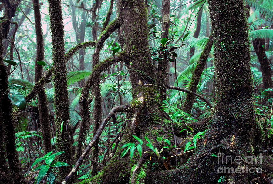 Dwarf Forest mist El Yunque Photograph by Thomas R Fletcher