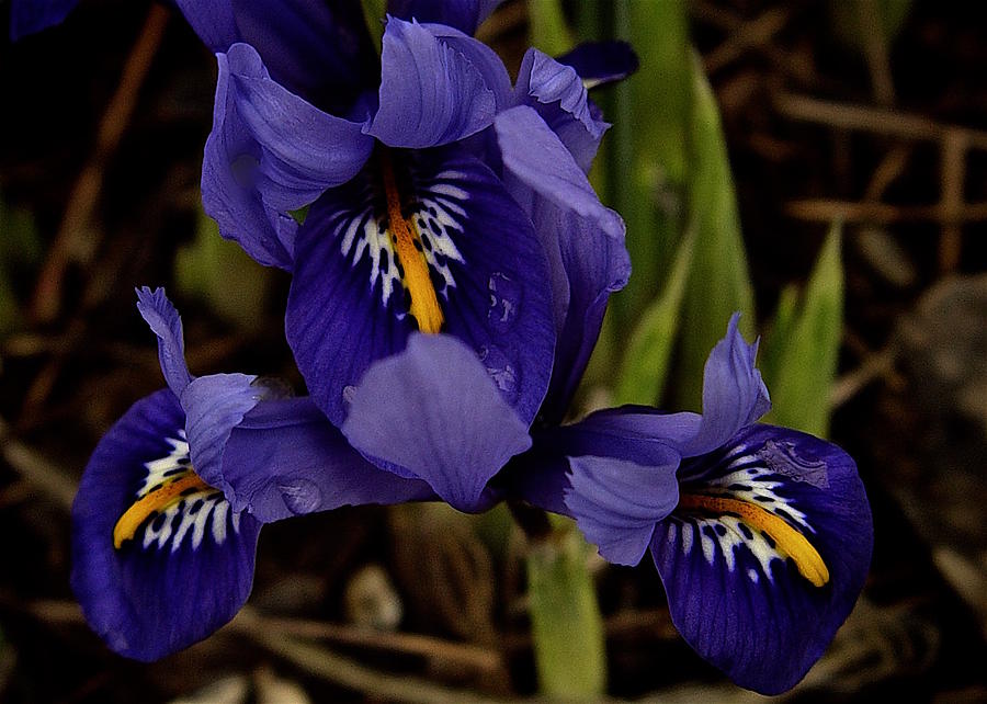 Iris Photograph - Dwarf Iris 2016 by Richard Cummings